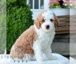Small #2 Goldendoodle (Miniature)