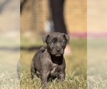 Puppy 7 Catahoula Leopard Dog