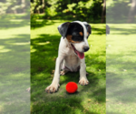 Small #27 Basenji-Rat Terrier Mix