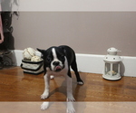 Small Photo #1 Faux Frenchbo Bulldog Puppy For Sale in SEARS, MI, USA
