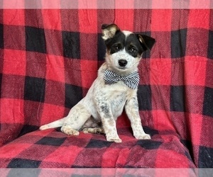 Australian Cattle Dog-Border Collie Mix Puppy for sale in LAKELAND, FL, USA