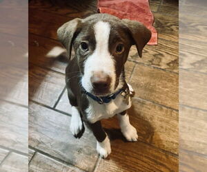 Australian Shepherd-Unknown Mix Dogs for adoption in Boston, MA, USA