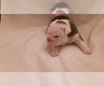 Small Photo #2 English Bulldog Puppy For Sale in HAMILTON, OH, USA
