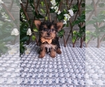 Small #1 Yorkshire Terrier
