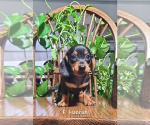 Dachshund Puppy for sale in NATHALIE, VA, USA