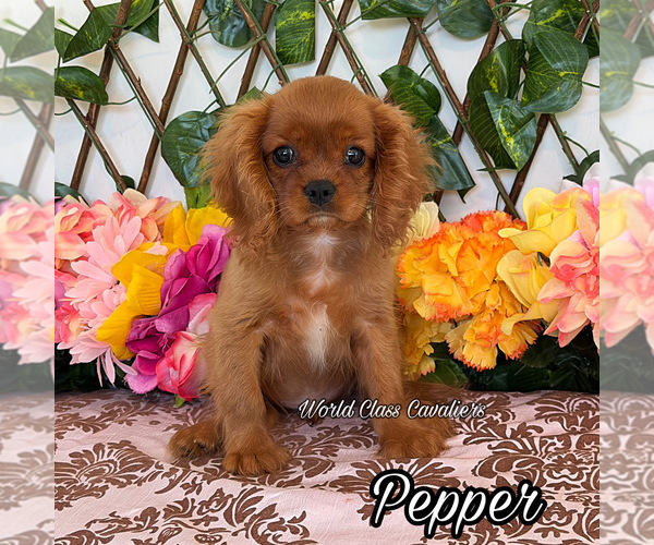 Medium Photo #1 Cavalier King Charles Spaniel Puppy For Sale in MIAMI, FL, USA