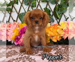 Image preview for Ad Listing. Nickname: Pepper