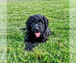 Puppy Jack Double Doodle