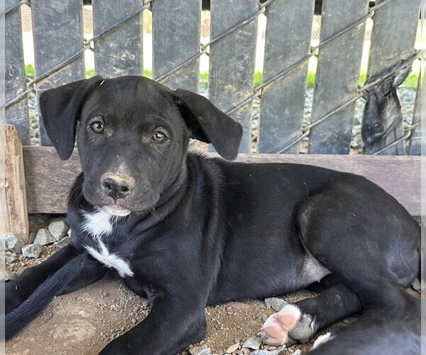 Medium Photo #1 German Shepherd Dog-Unknown Mix Puppy For Sale in Placerville, CA, USA