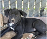 Small German Shepherd Dog Mix