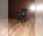 Small Photo #25 YorkiePoo Puppy For Sale in LAPEER, MI, USA