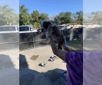 Small Photo #8 English Bulldog Puppy For Sale in OCOEE, FL, USA