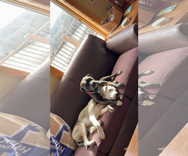 Medium Photo #5 Bullypit Puppy For Sale in Coralville, IA, USA
