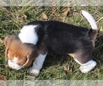 Small Photo #10 Beagle Puppy For Sale in MORRILL, KS, USA