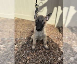 Medium German Malinois