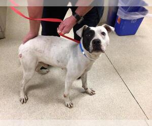 Mutt Dogs for adoption in Riverside, CA, USA