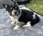 Small Photo #3 Pembroke Welsh Corgi Puppy For Sale in DRAKESVILLE, IA, USA