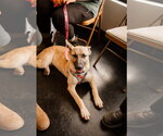 Small #1 Mutt