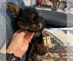 Small #17 Yorkshire Terrier