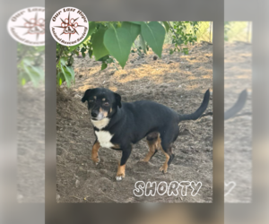 Chihuahua-Unknown Mix Dogs for adoption in Princeton, British Columbia, Canada