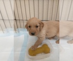 Small Photo #7 Golden Retriever Puppy For Sale in PIERCE, CO, USA