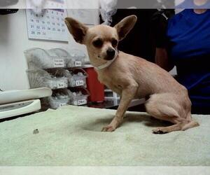 Chihuahua Dogs for adoption in Martinez, CA, USA