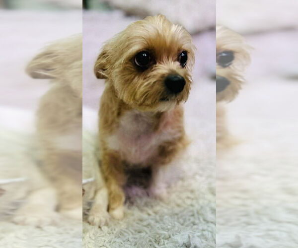 Medium Photo #4 Chihuahua-Unknown Mix Puppy For Sale in New York, NY, USA