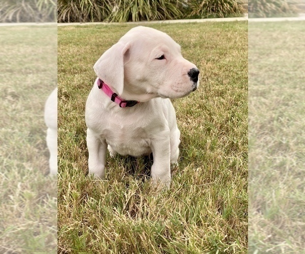 Medium Photo #4 Dogo Argentino Puppy For Sale in SAN ANTONIO, TX, USA