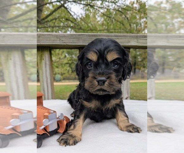 Medium Photo #1 Cock-A-Poo Puppy For Sale in SALEM, MO, USA