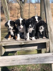 Bernese Mountain Dog-Poogle Mix Puppy for sale in JAY, OK, USA
