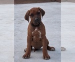 Puppy Puppy 3 Rhodesian Ridgeback