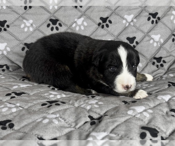 Medium Photo #15 Australian Shepherd Puppy For Sale in SALISBURY, NC, USA