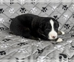 Small Photo #15 Australian Shepherd Puppy For Sale in SALISBURY, NC, USA