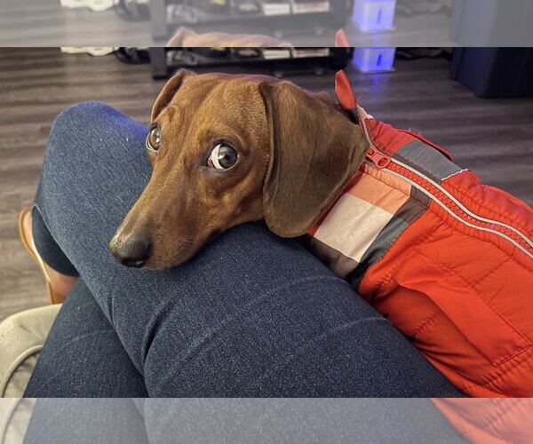 Medium Photo #1 Dachshund Puppy For Sale in Los Angeles, CA, USA