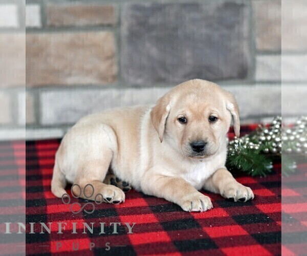 Medium Photo #4 Labrador Retriever Puppy For Sale in SELINSGROVE, PA, USA