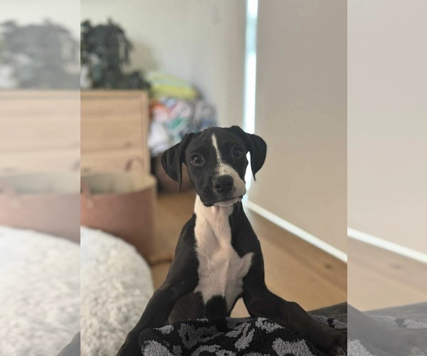 Medium Photo #2 Boxador Puppy For Sale in Overland Park, KS, USA