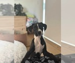 Small #1 Boxador