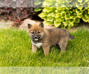 Medium Shiba Inu