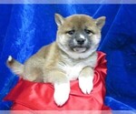 Small Photo #5 Shiba Inu Puppy For Sale in NORWOOD, MO, USA