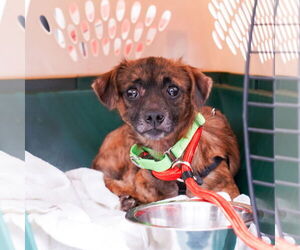 Chiweenie Dogs for adoption in Princeton, MN, USA