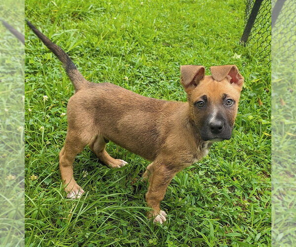 Medium Photo #5 Collie-Unknown Mix Puppy For Sale in Shermans Dale, PA, USA