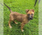 Small #4 Collie Mix