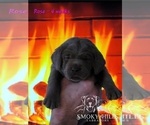 Small Photo #54 Labrador Retriever Puppy For Sale in POCAHONTAS, IL, USA