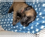 Small Photo #249 Belgian Malinois Puppy For Sale in REESEVILLE, WI, USA