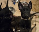 Puppy Black Belgian Malinois