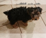 Small Photo #5 Yorkshire Terrier Puppy For Sale in HUDDLESTON, VA, USA