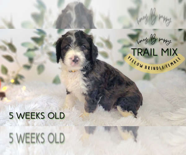 Medium Photo #1 Bernedoodle Puppy For Sale in THORNTON, CO, USA