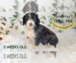 Small Photo #1 Bernedoodle Puppy For Sale in THORNTON, CO, USA