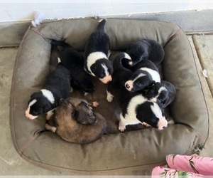 Border Collie Puppy for sale in BEAUMONT, CA, USA