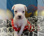 Small Photo #2 Jack Russell Terrier Puppy For Sale in FOYIL, OK, USA